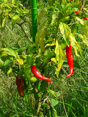 http://www.amayahome.com/staff/20151007_07.jpg