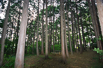 市民の森公園　ひのきの森の広場