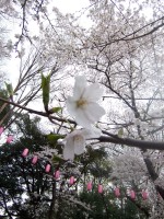 100_0041.JPG 100_0041.JPG