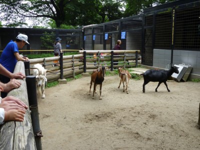 夢見ヶ崎動物公園　ロバとヤギ