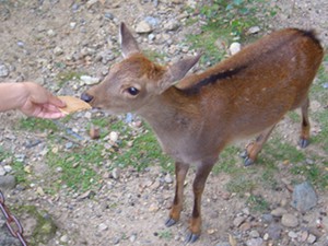 バンビのような子鹿に