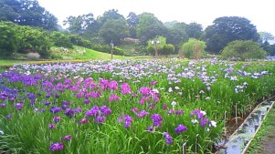 横須賀しょうぶ園