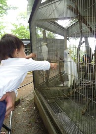 夢見ヶ崎動物公園　インコ