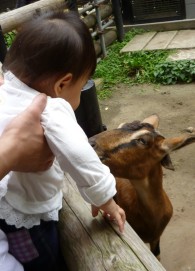 夢見ヶ崎動物公園　