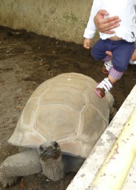 夢見ヶ崎動物公園　リクガメ