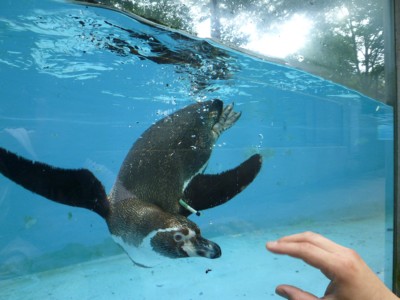 夢見ヶ崎動物公園　フンボルトペンギン