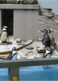 夢見ヶ崎動物公園　フンボルトペンギン