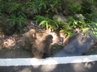 車窓からお猿さんが！