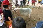 移動動物園