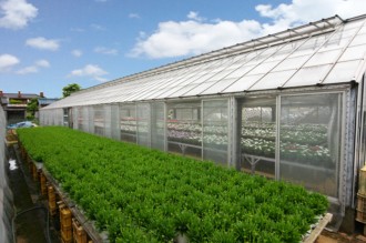 大和園「温室とキンケイギク」