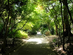 神奈川県立フラワーセンター大船植物園