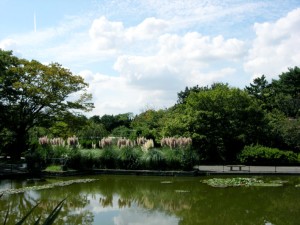 神奈川県立フラワーセンター大船植物園