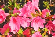 20200424_3.jpg