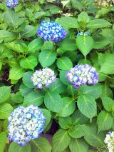 20130604_04.JPG