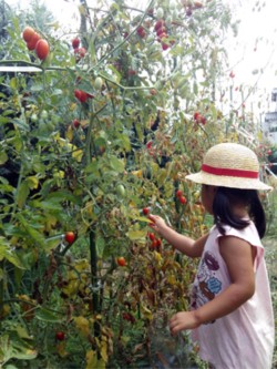 トマト摘み